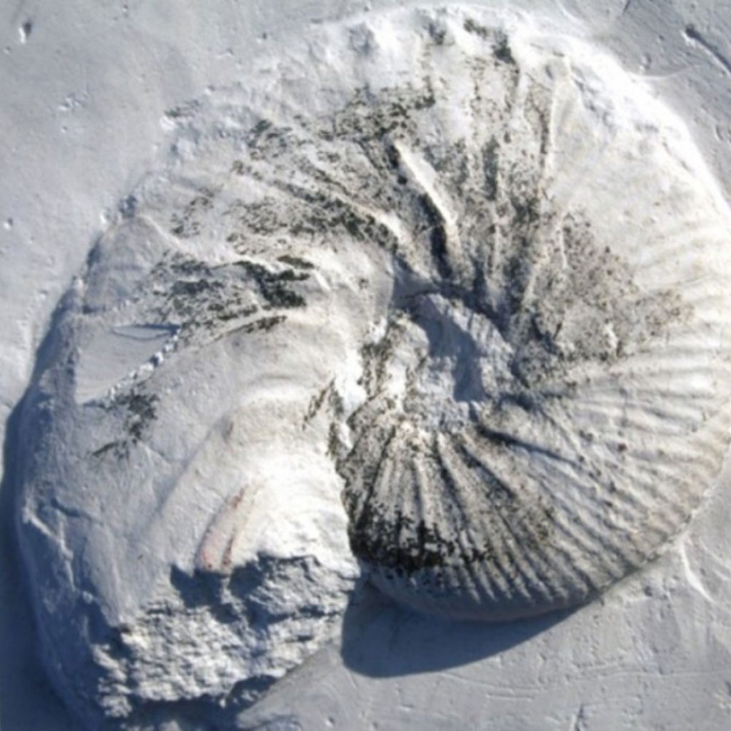 Acanthoscaphites-tridens-45mm_