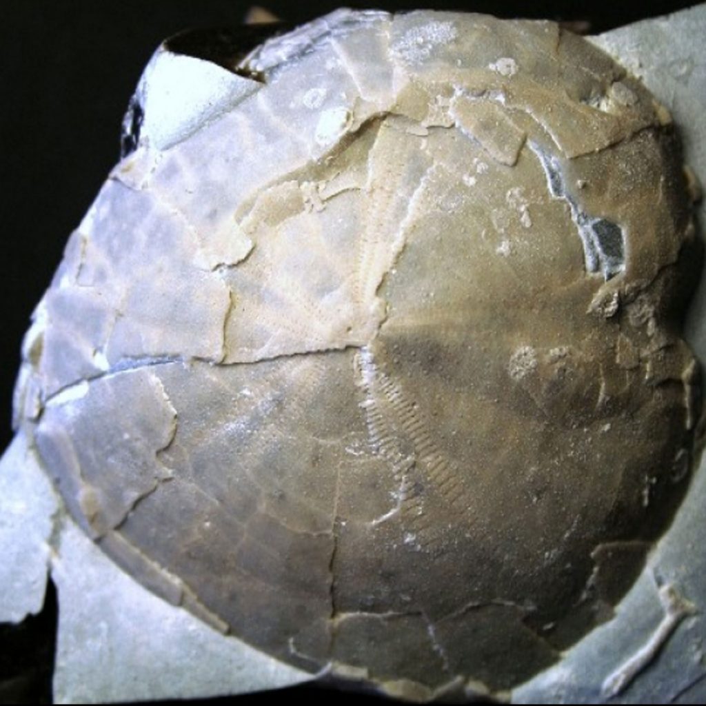 Cardiotaxis-heberti-81-mm