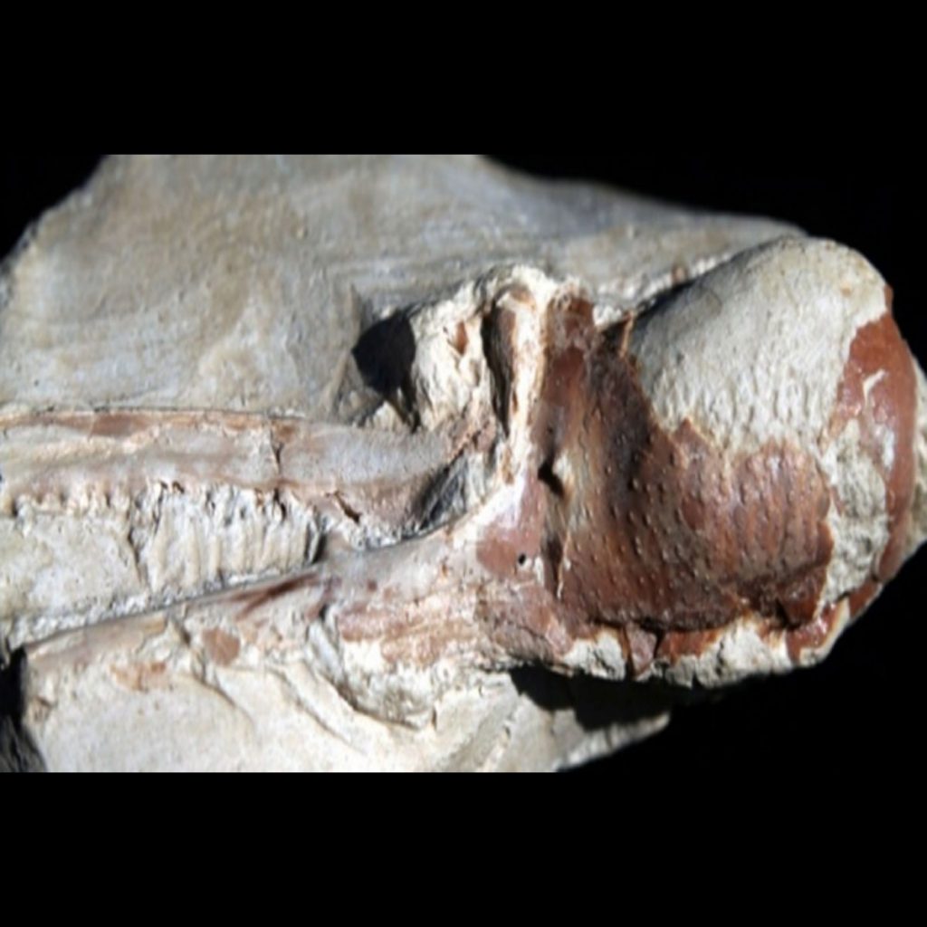 Ctenocheles-sp.,-Kebsschere-45-mm