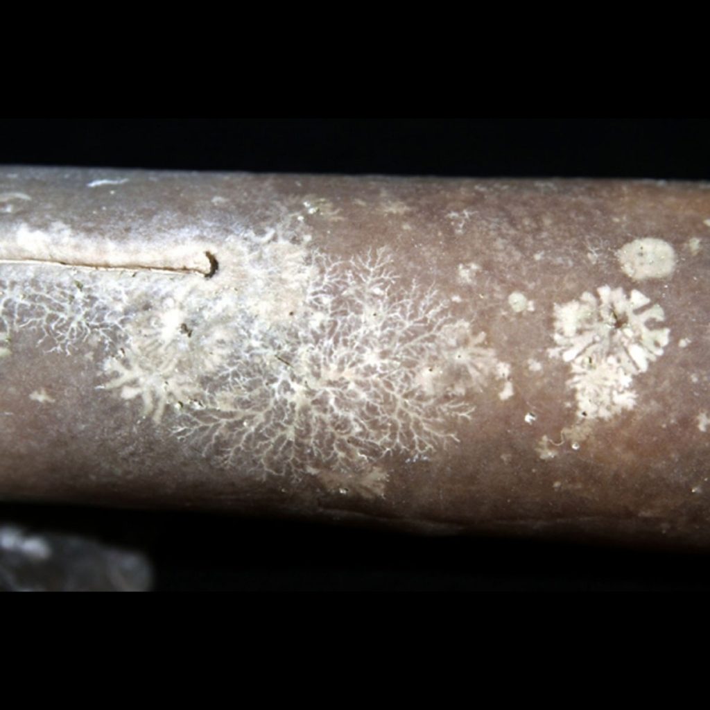Dendrina-belemniticola(rechts)-und-Dendrina-anomala-(mitte)-im-Belemnitenrostrum-35mm