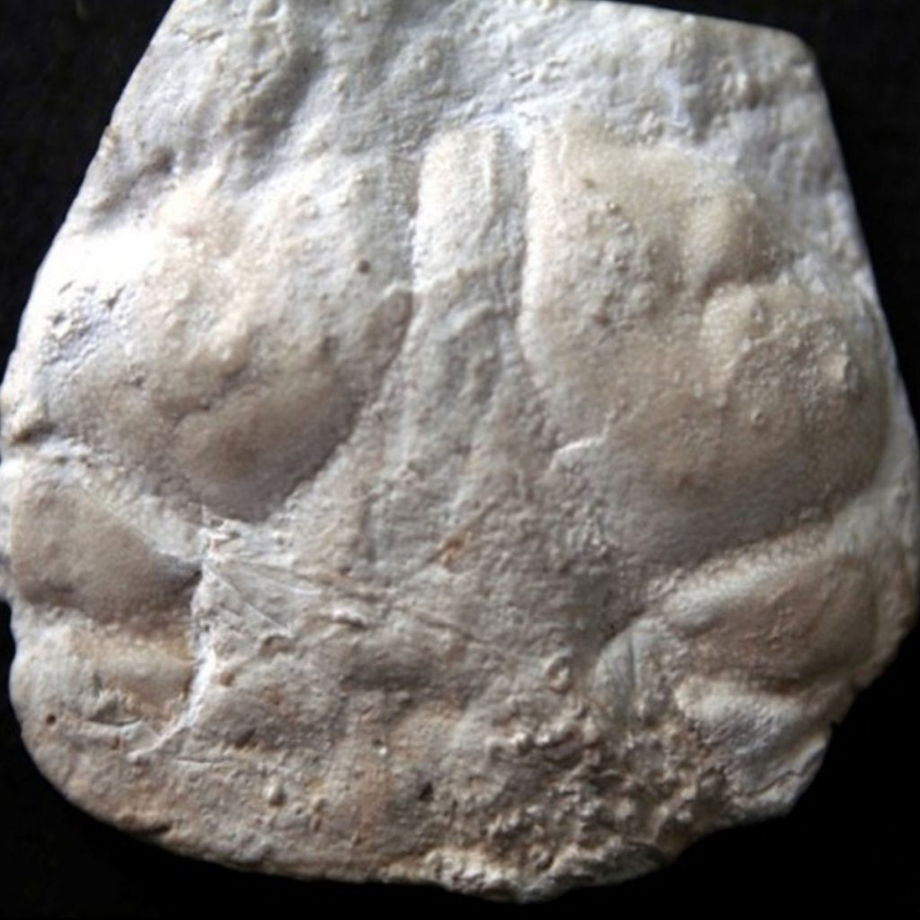 Homolopsis-sp.,-Krabbenpanzer-28-mm