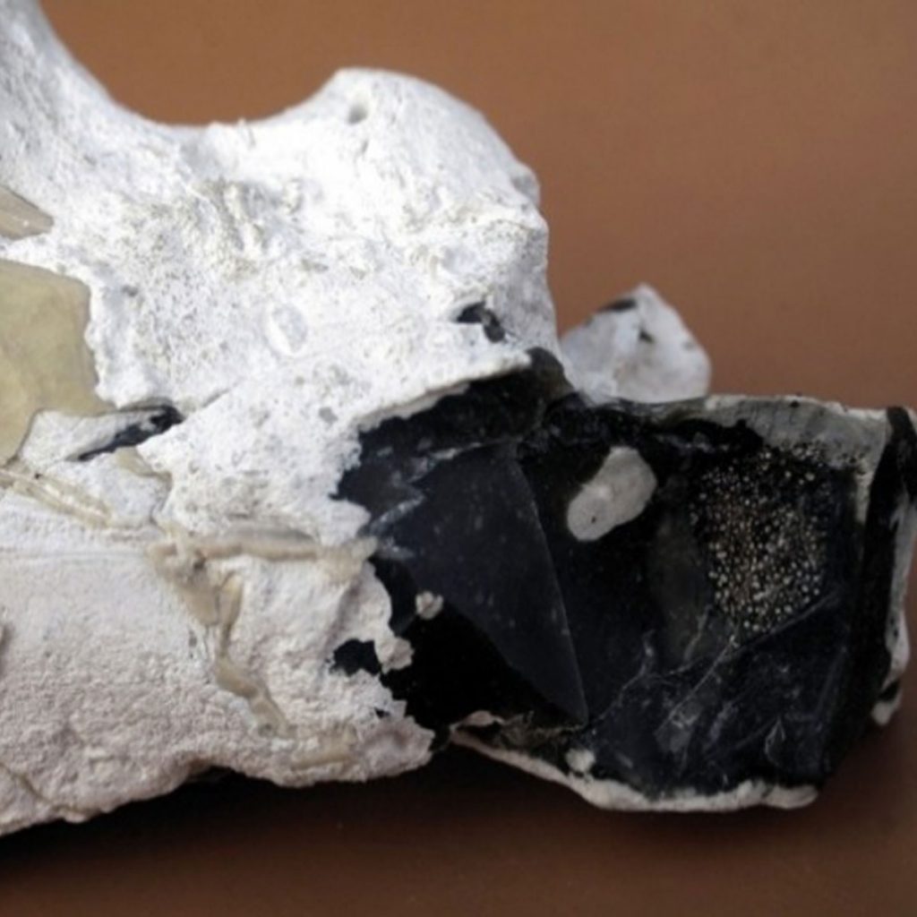 Krebs-Eier-in-Pinna-decussata-55-mm