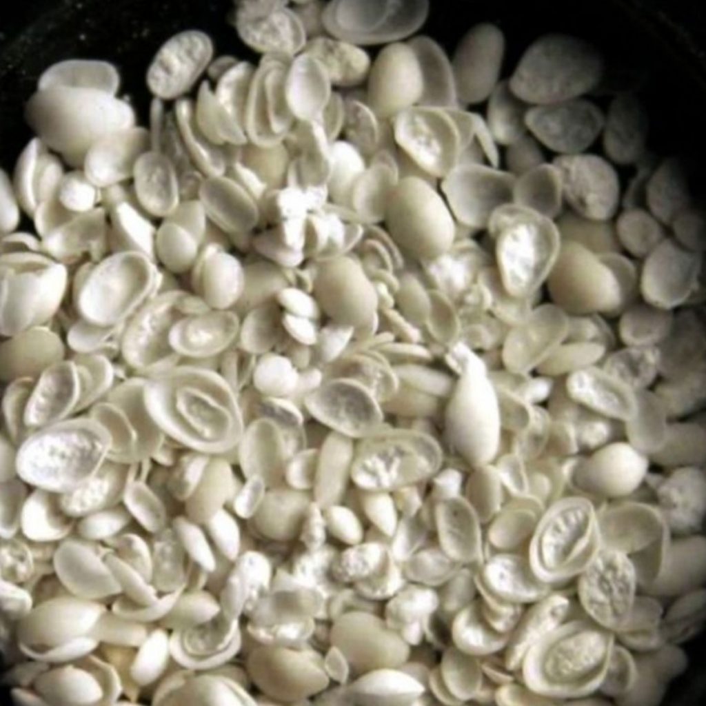 Muschelkrebse,-Klappe-10-mm_