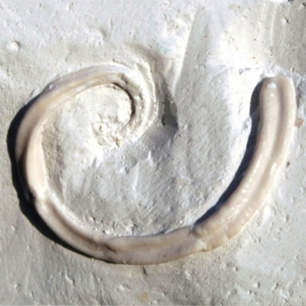 Nogrops-(Tetraditrupa)-canteriata-28-mm