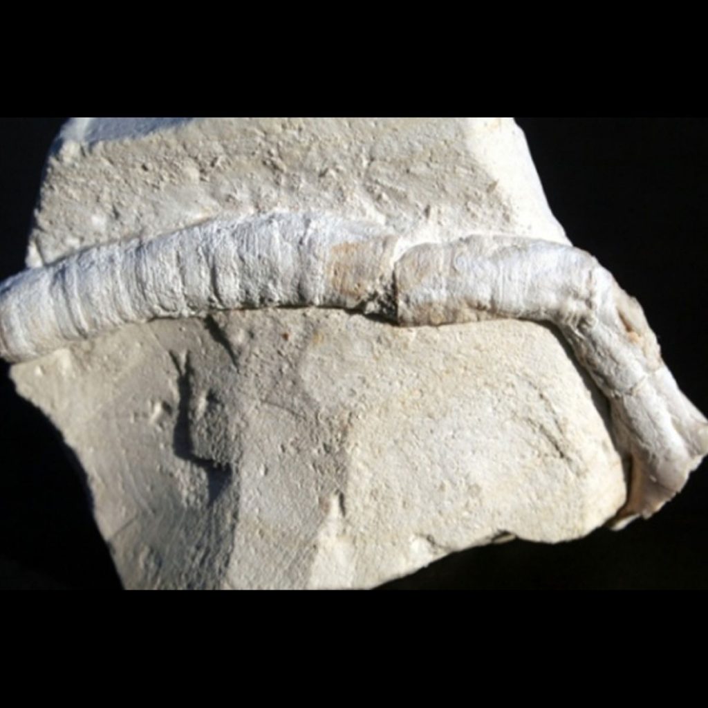 Pyrgopolon-(Septenaria)-macropus-80-mm