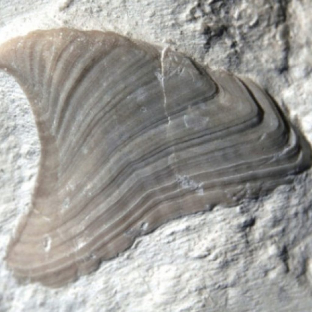 Scalpellum-(Arcoscalpellum)-maximum-28-mm