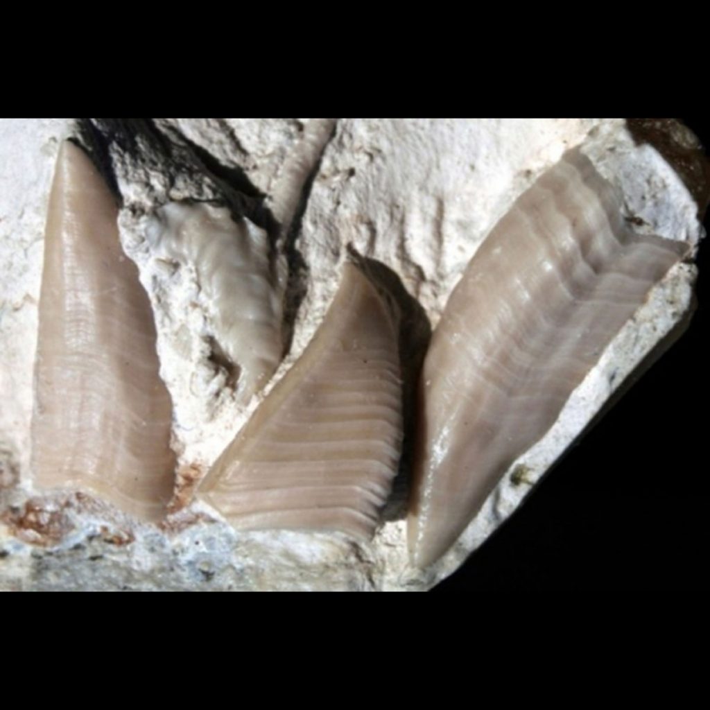 Scalpellum-(Arcoscalpellum)-maximum-30-mm