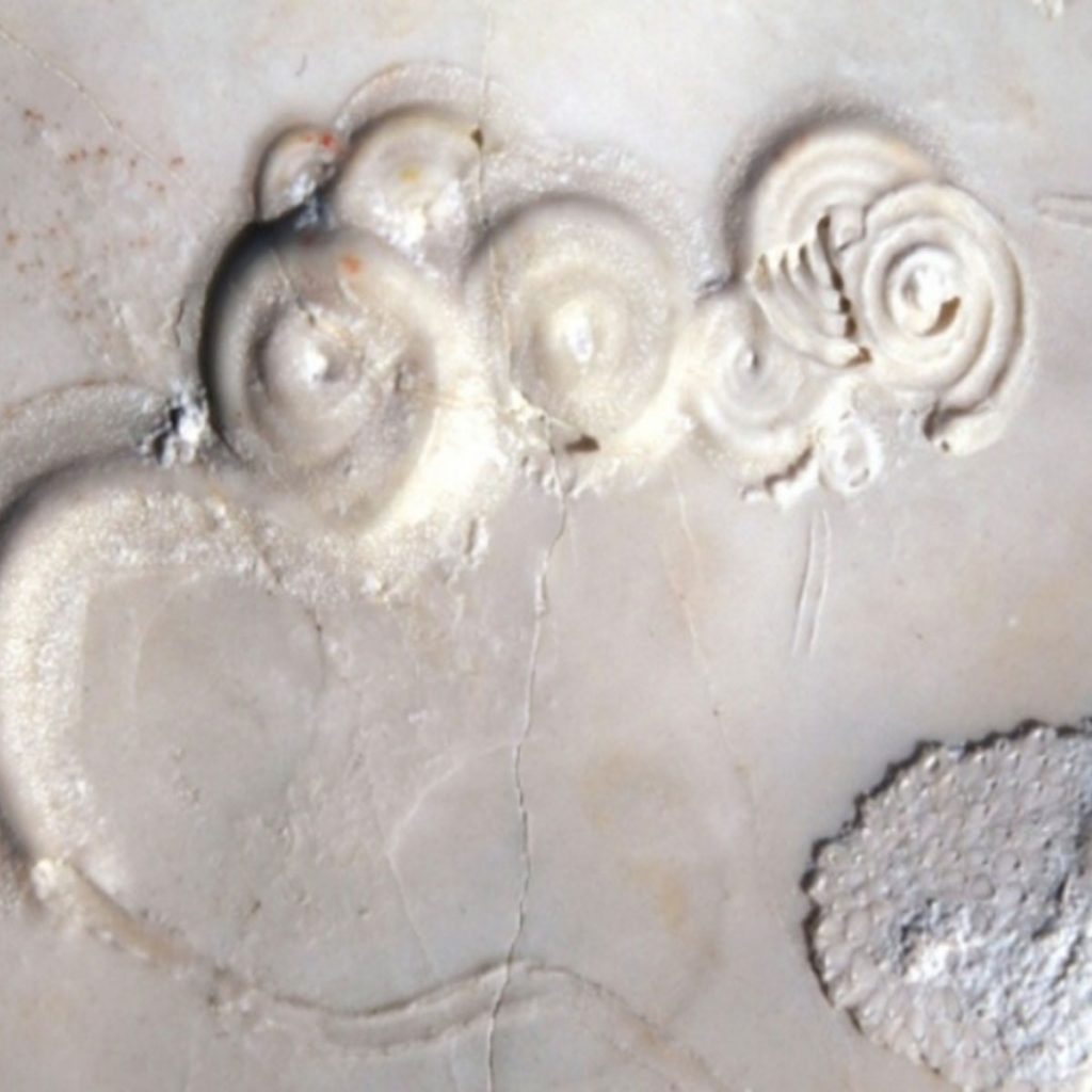 Spiraserpula-versipellis-23-mm