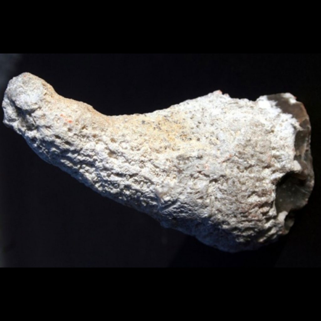 Ventriculites-radiatus-70-mm