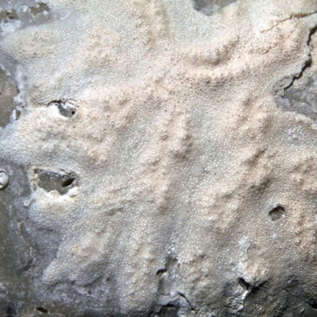 krustenförmige-Kolonie-30mm_