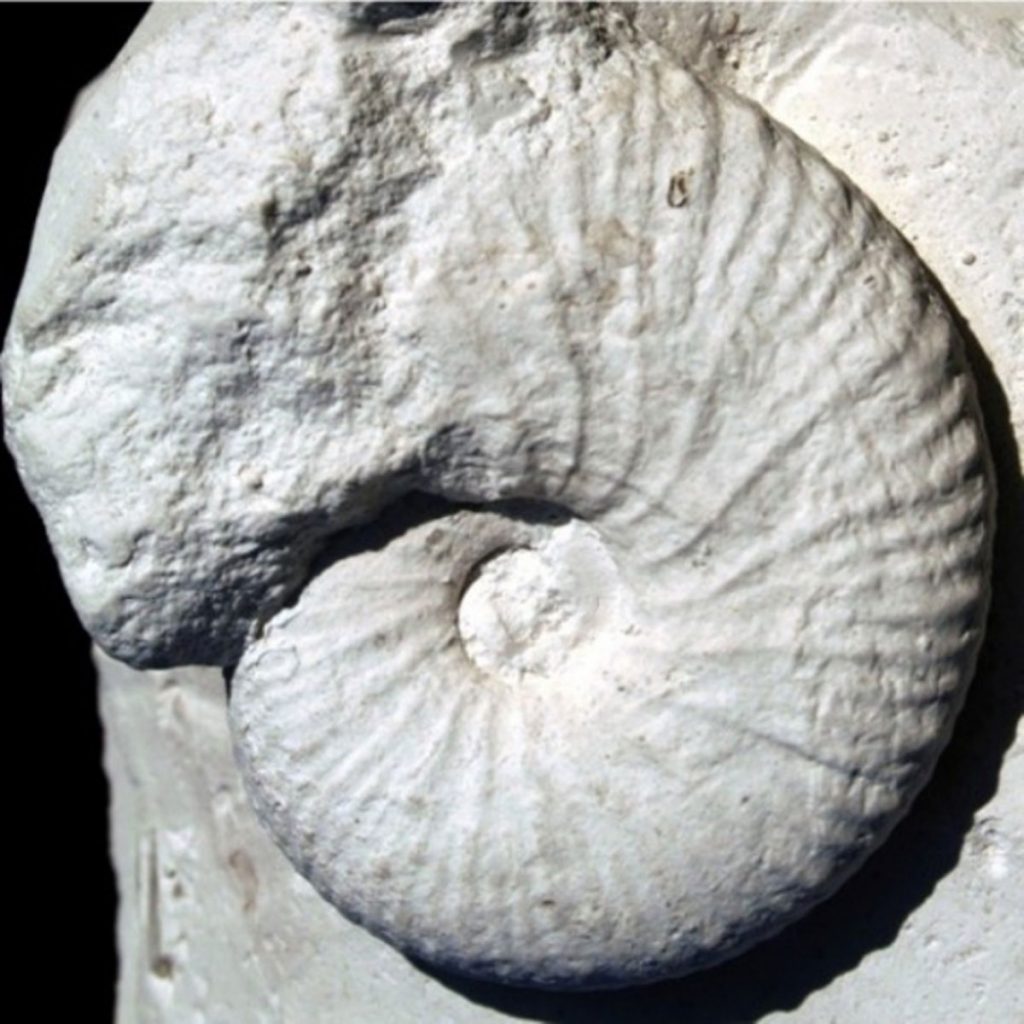 Acanthoscaphites Sp. 38mm