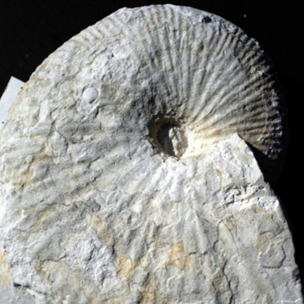 Acanthoscaphites Varians 170mm