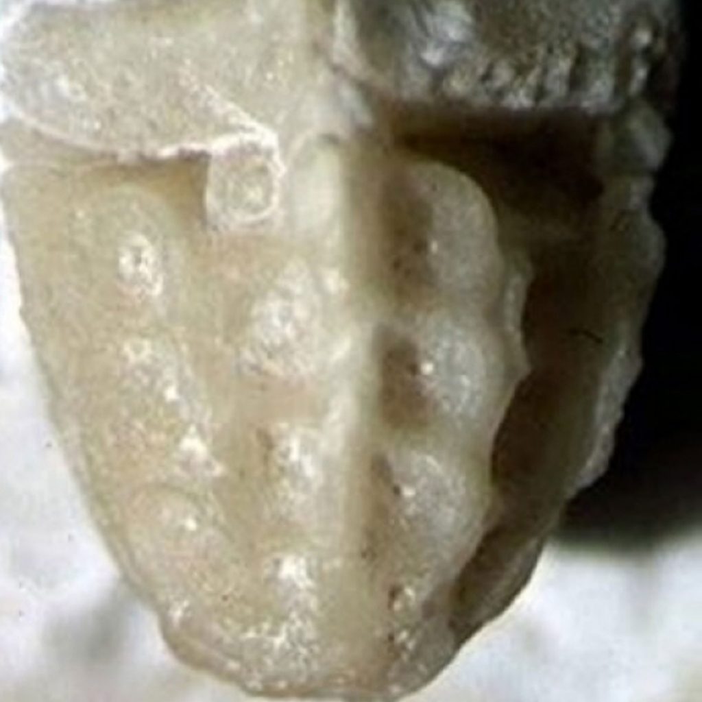 Amphorometra Conoidea, Haarstern 5mm