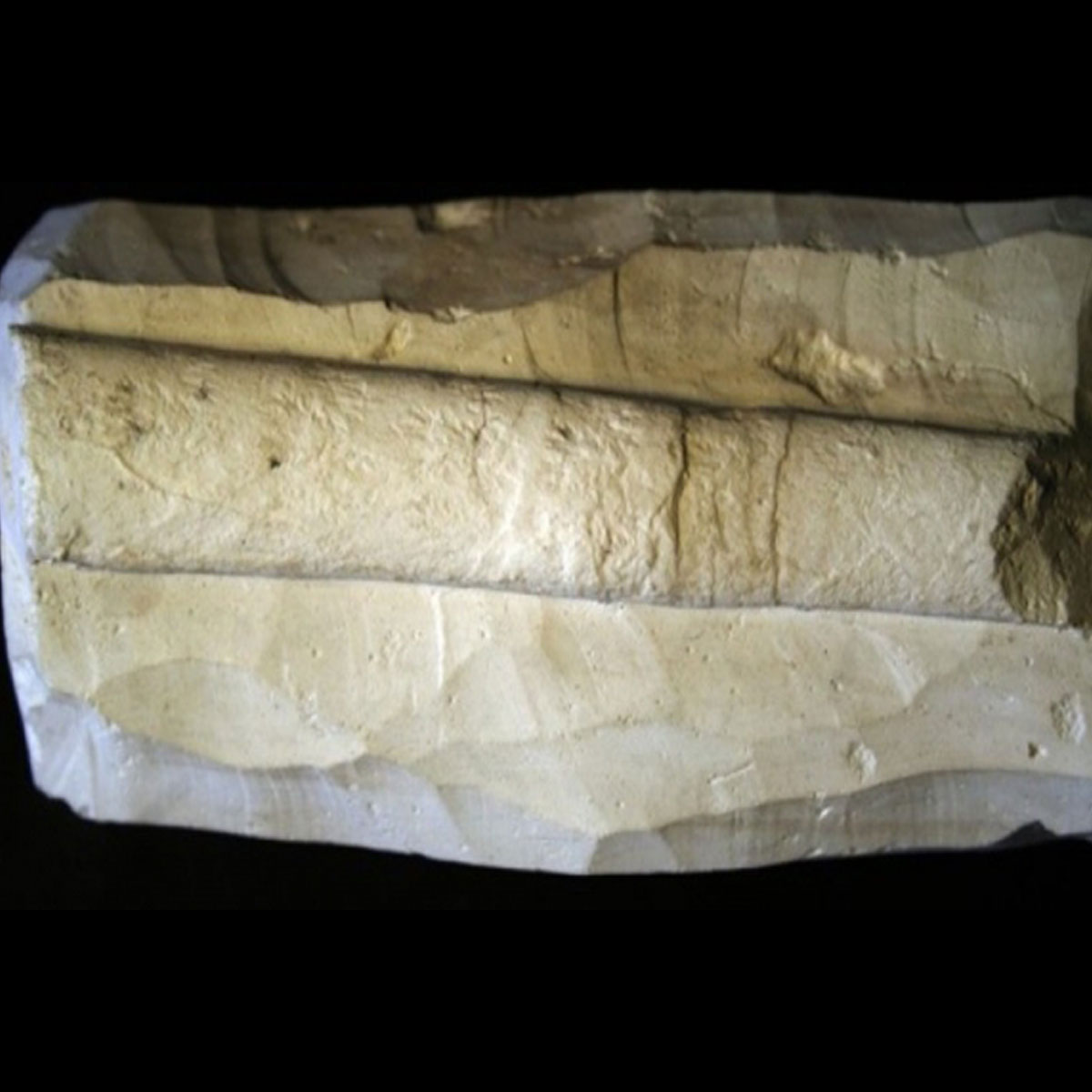 Baculitesvertebralis100mm Kreidemuseum Rügen