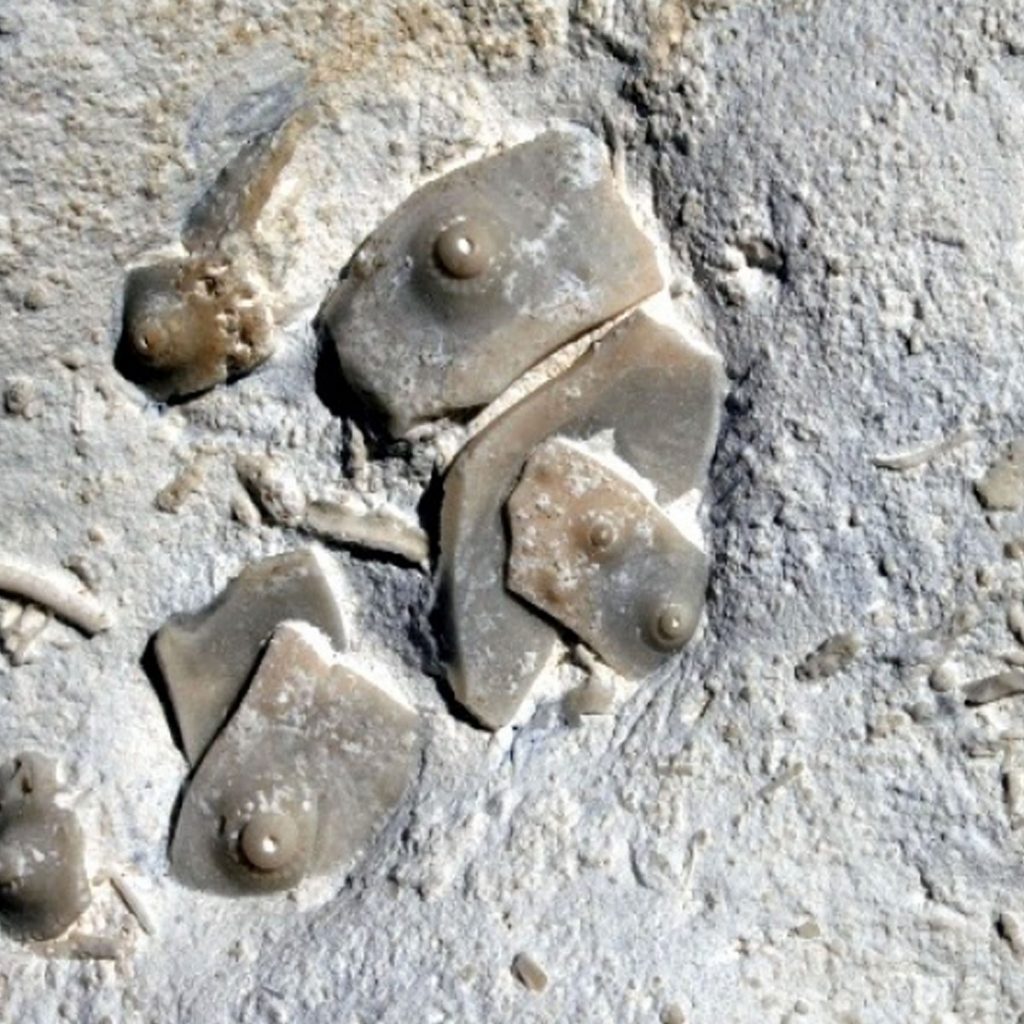 Centrostephanus (Palaeodiadema) Multiforme, Einzelplatten 35mm