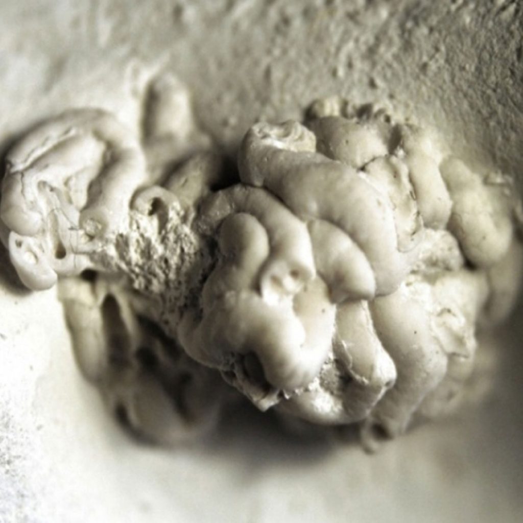 Cycloserpula gordialis 20mm