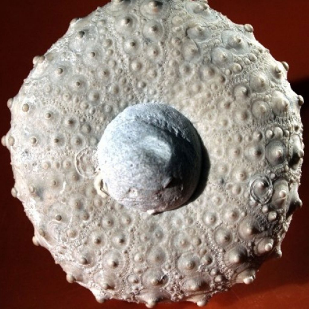 Ganthieria princeps 60mm