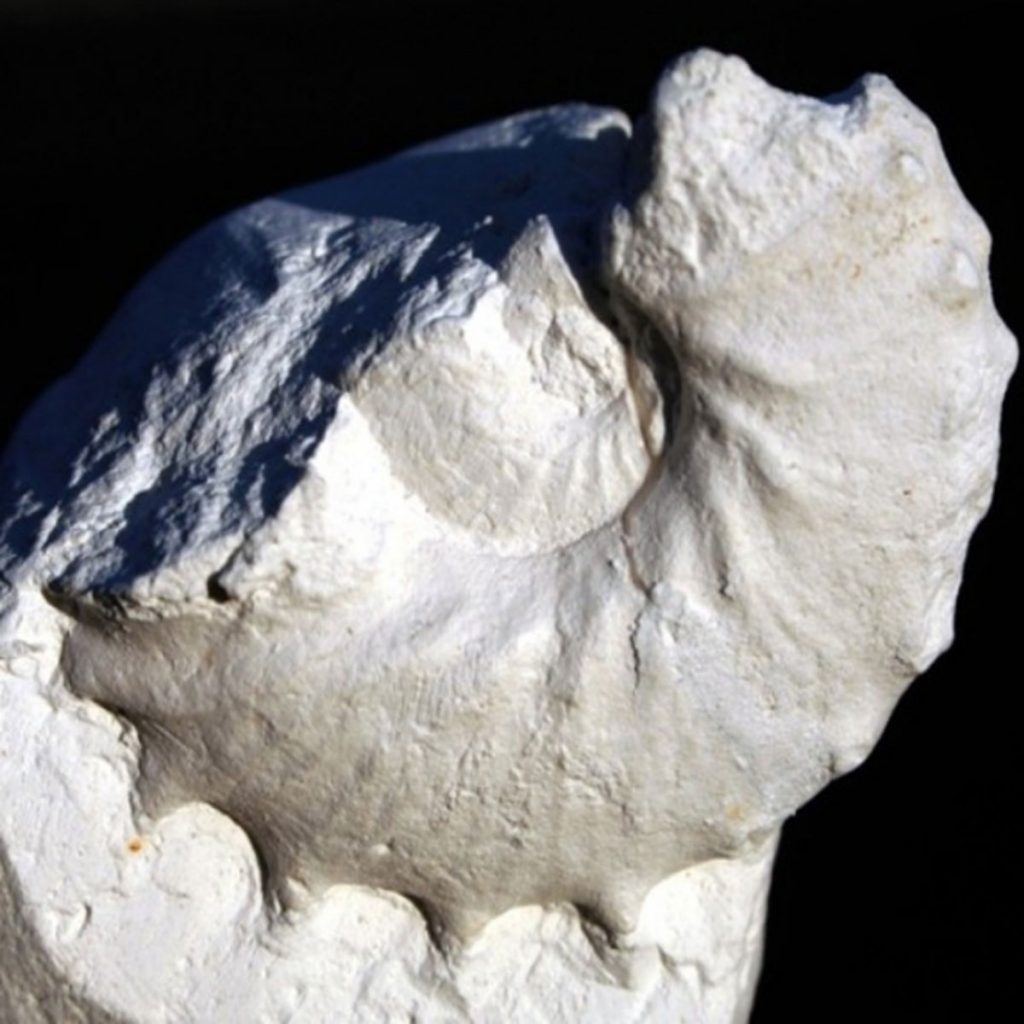 Hoploscaphites Constrictus 36mm