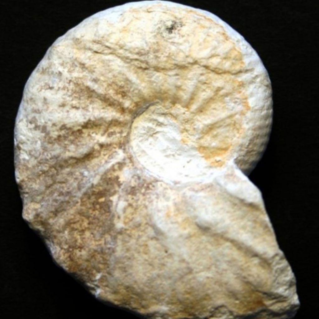 Hoploscaphites Constrictus 47mm