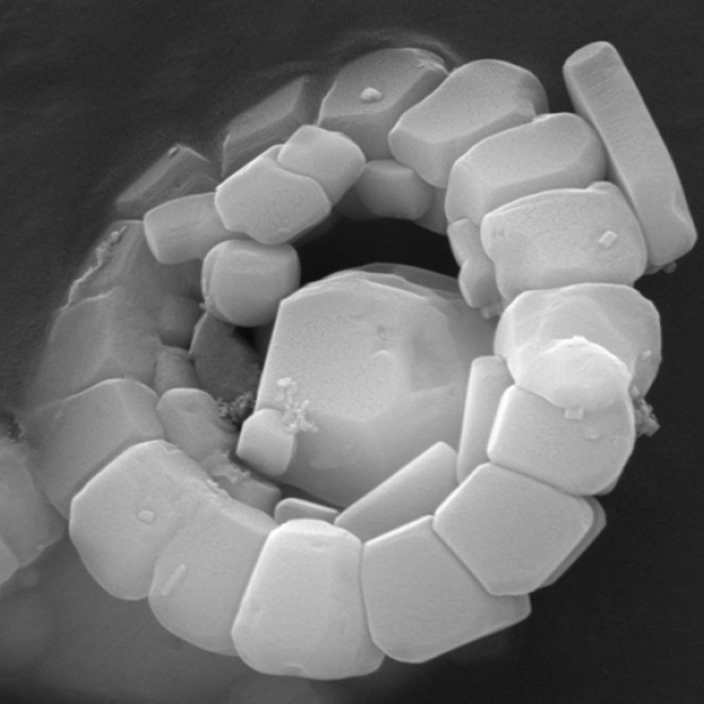 Kalkflagellaten Coccolithophorida 3