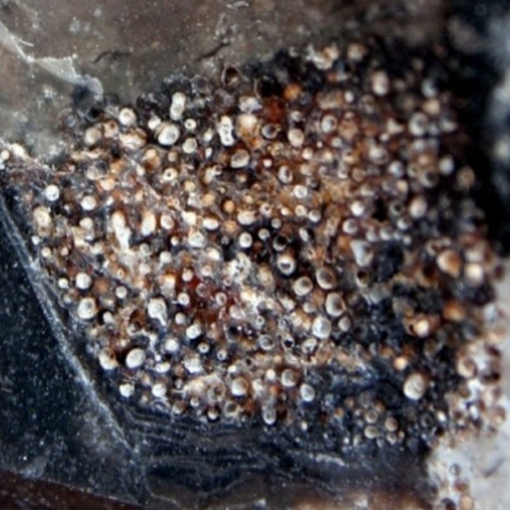Krebs Eier In Pinna Decus Sata, Ausschnitt 10mm