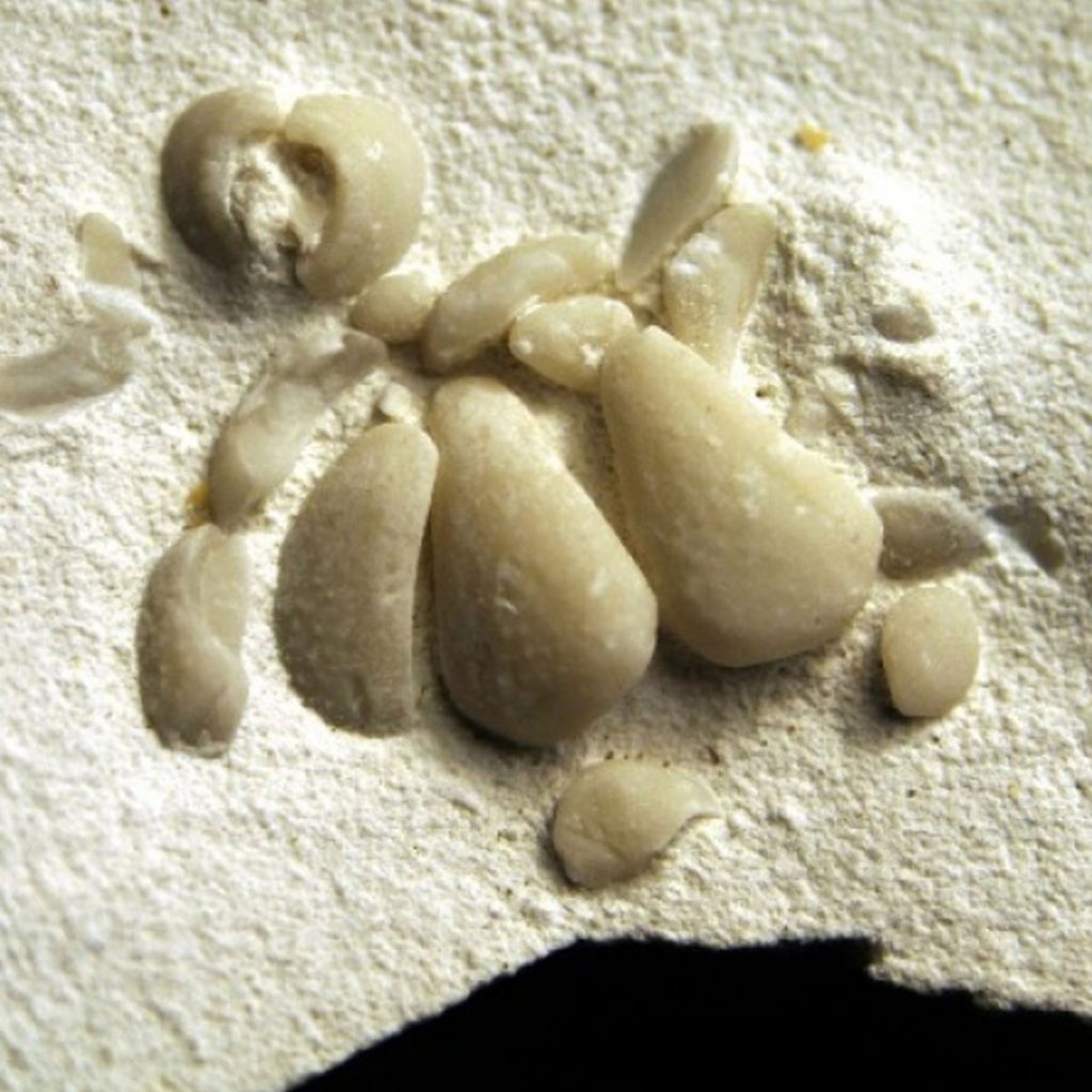 Ophiomusium Granulosum, Scheibenrest 20mm