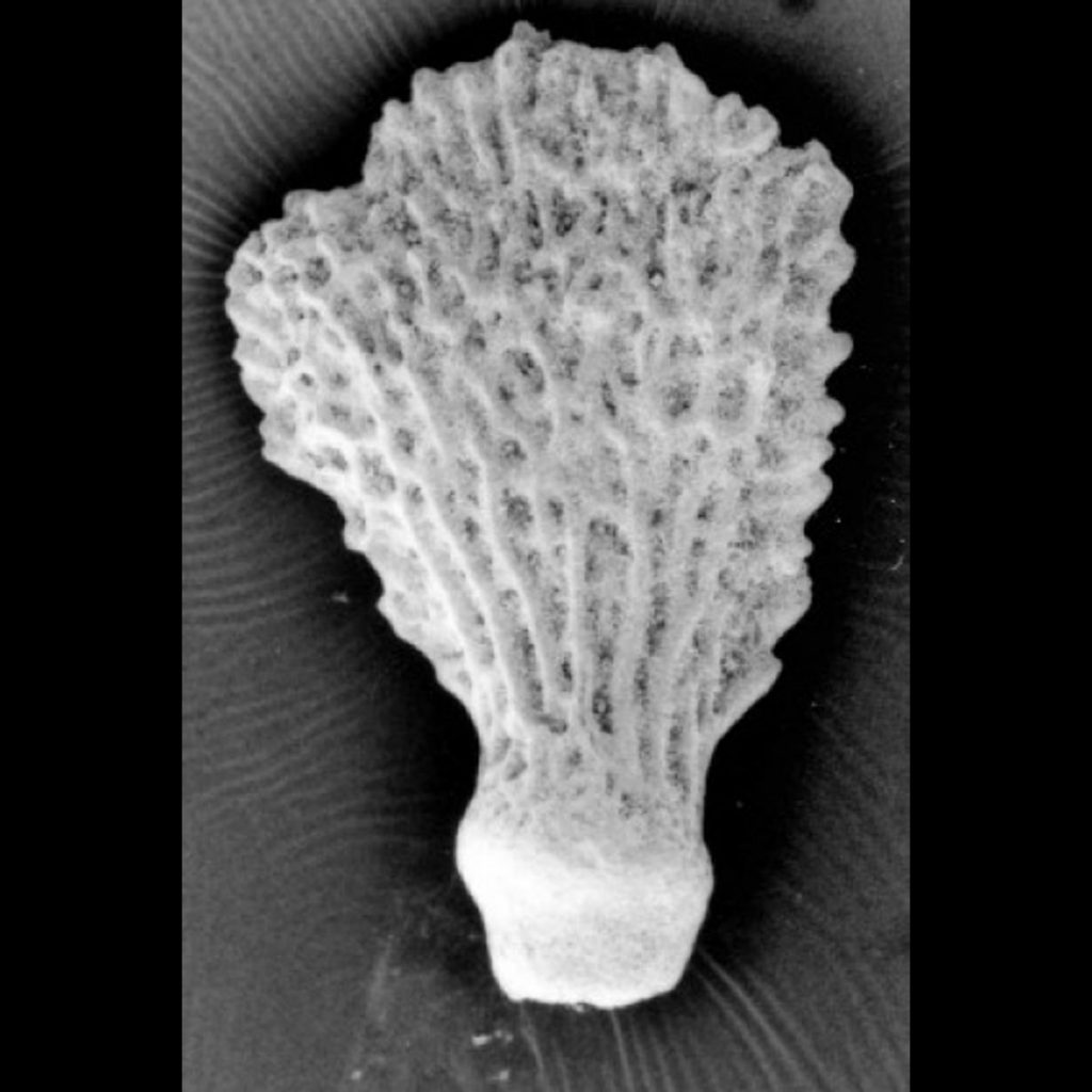 Ophiomyxa Rhipidata, Stachel 2,0mm