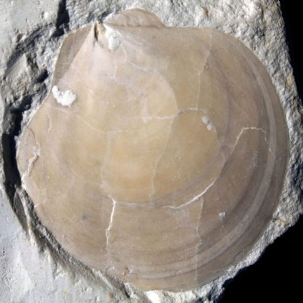 Pecten (Syncyclonema) Nilsoni 40mm