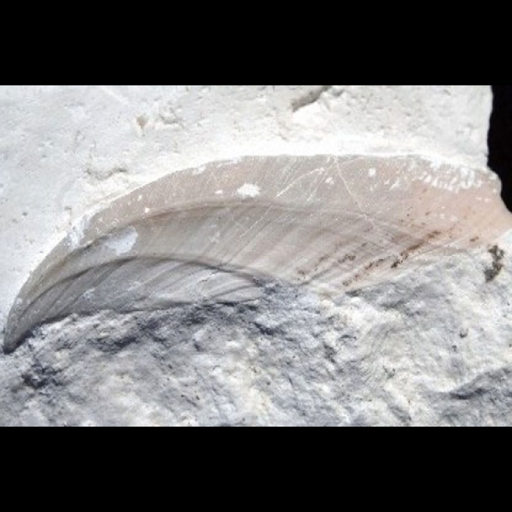 Scalpellum (Arcoscalpellum) Fossula 40mm