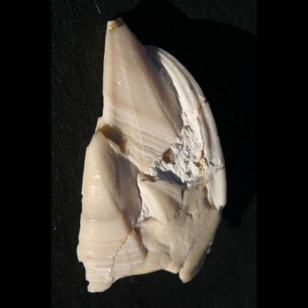 Scalpellum (Arcoscalpellum) Fossula, Vollständiges Exemplar 20mm