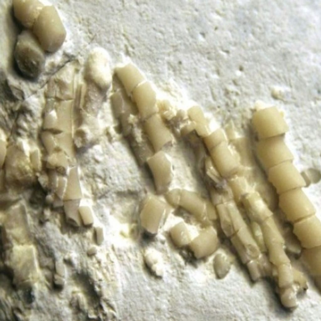 Zirrenglieder Von Isocrinus Sp