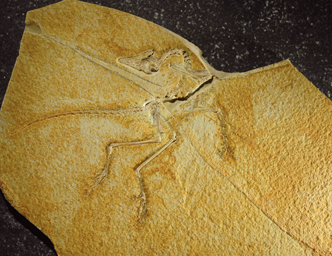 Archaeopteryx Lithographica Nr