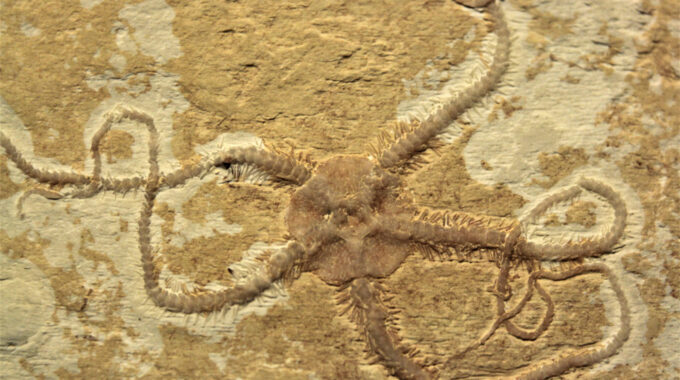 Ophiopetra Lithographica