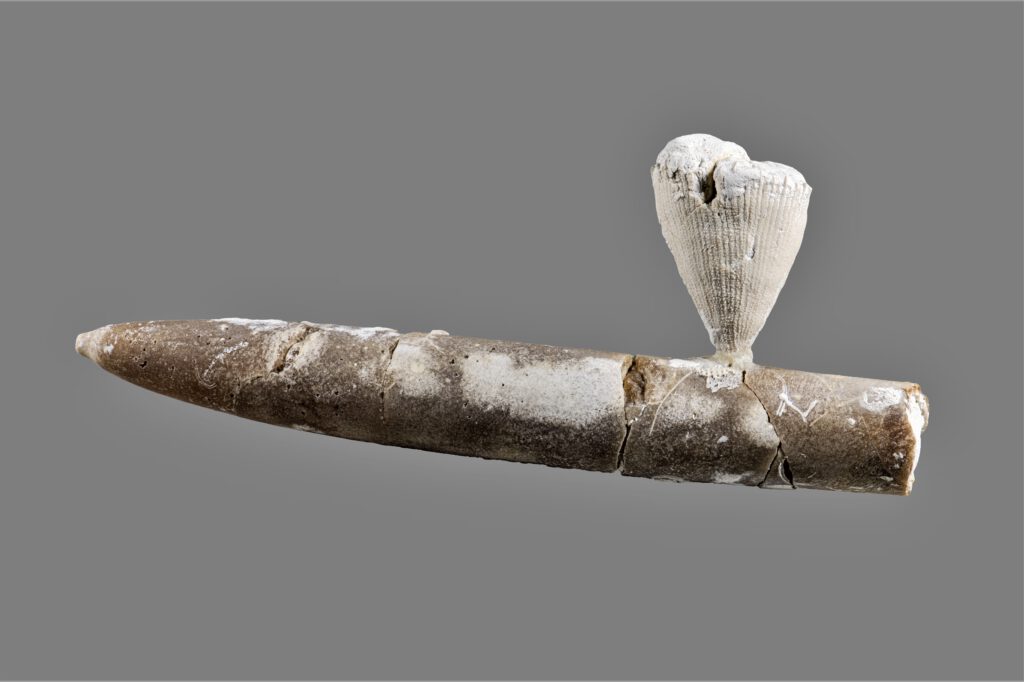 Koralle auf Donnerkeil