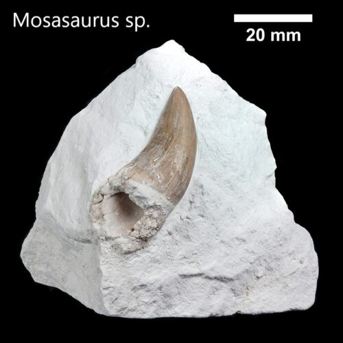 Fossil – Zu Finden Mit Ein Wenig Glück