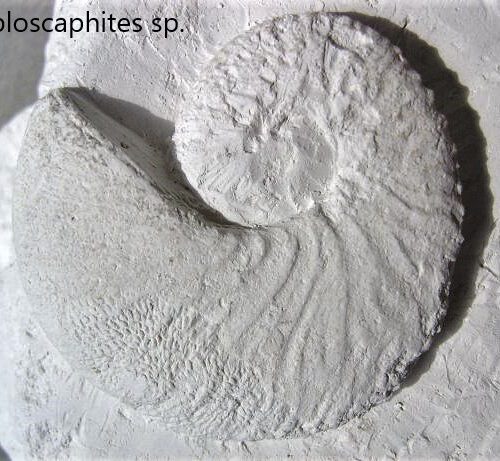Fossil – Zu Finden Mit Ein Wenig Glück