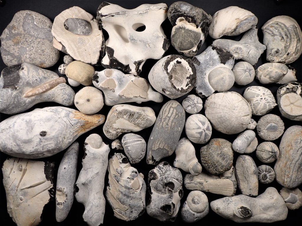 Fossilien – zu finden auf den 1. Blick