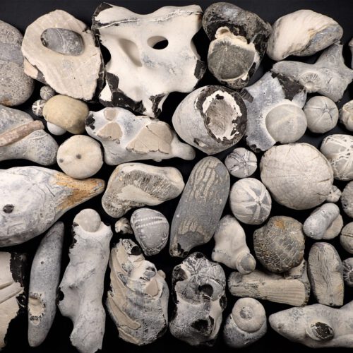 Fossilien – Zu Finden Auf Den 1. Blick