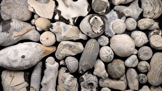 Fossilien Der Rügener Schreibkreide