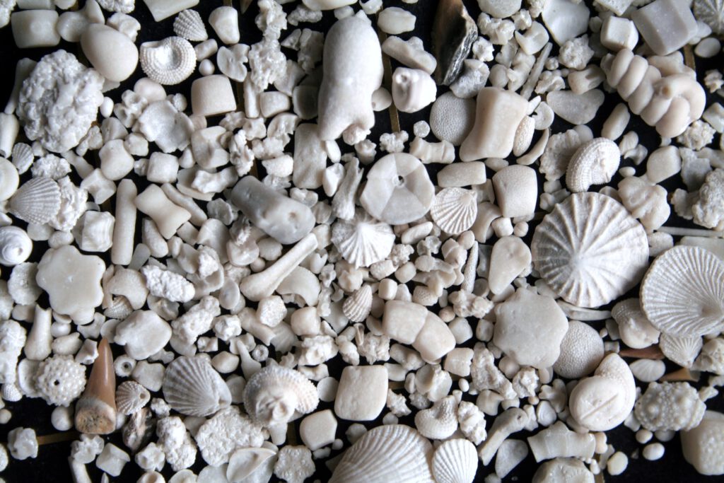 Fossilien – zu finden auf den 2. Blick