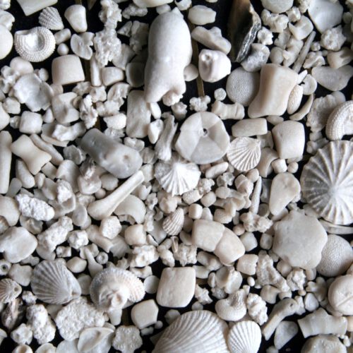 Fossilien – Zu Finden Auf Den 2. Blick