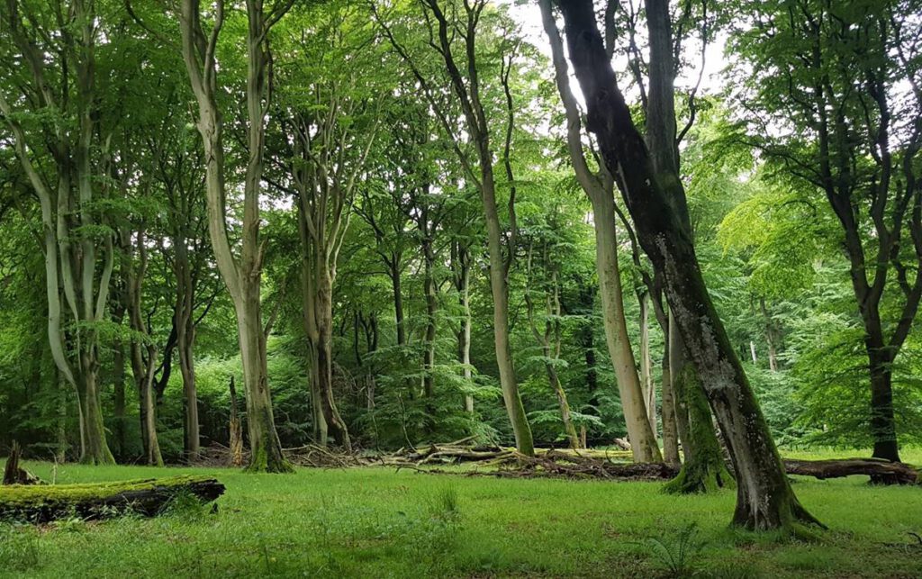 Buchenwald, I.Stodian