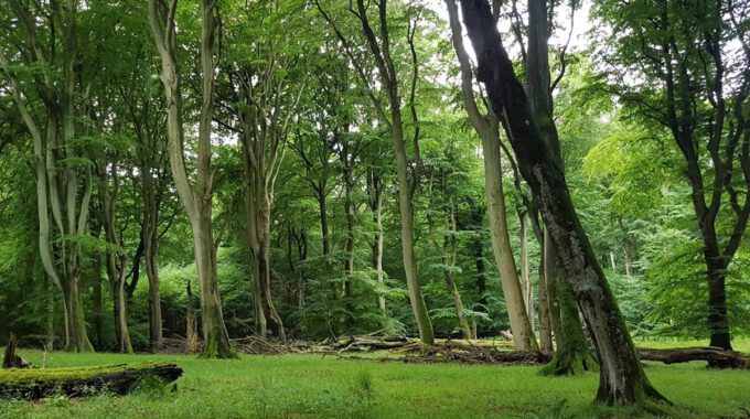 Ich Sehe Was, Was Du Nicht Siehst – Die Vielfalt Des Lebens Im Nationalpark Jasmund