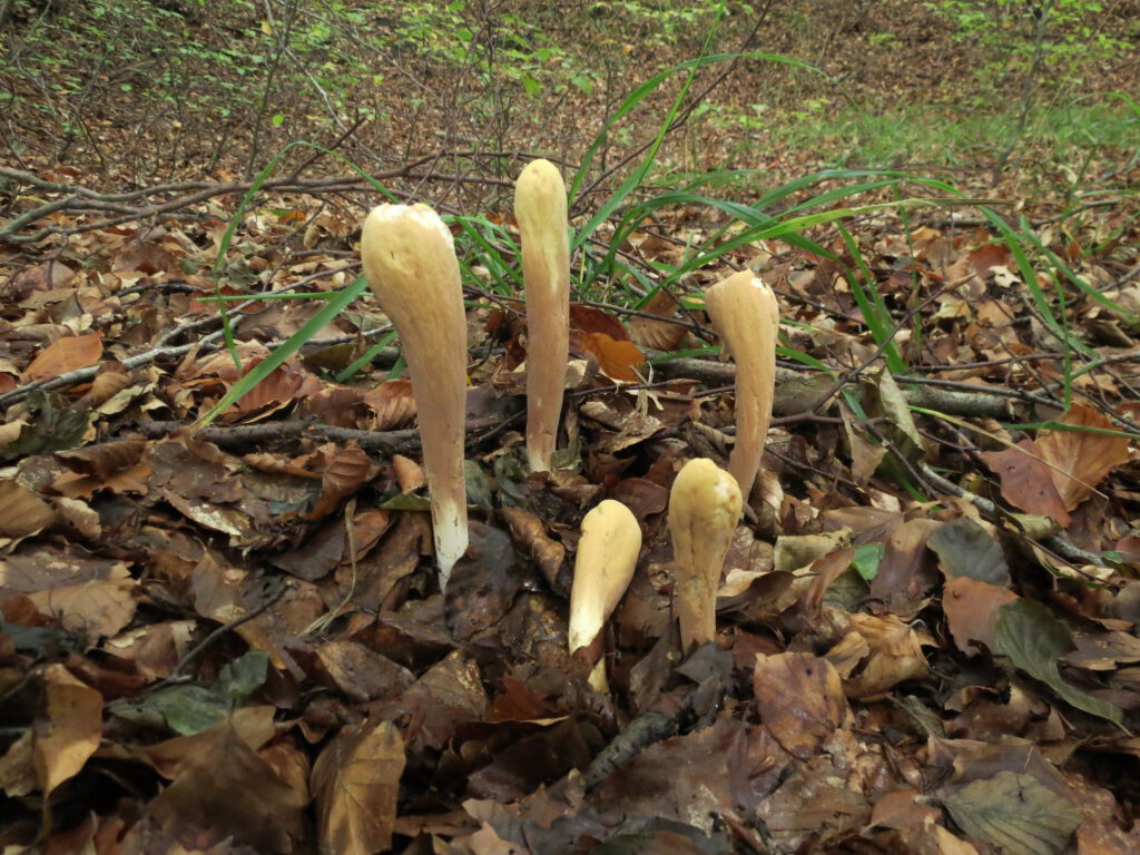 Herkuleskeule, O. Duty